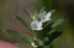 Corn gromwell